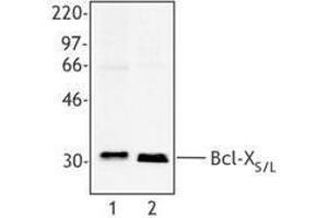 Western Blotting (WB) image for anti-Bcl-XS/L antibody (ABIN2666267) (Bcl-XS/L antibody)