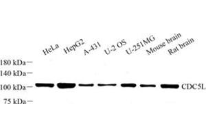 Western blot analysis of CDC5L (ABIN7073412) at dilution of 1: 500 (CDC5L antibody)