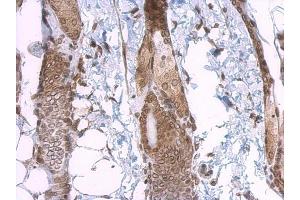 IHC-P Image Lamin A + C antibody detects Lamin A + C protein at nuclear envelope on mouse skin by immunohistochemical analysis. (Lamin A/C antibody)