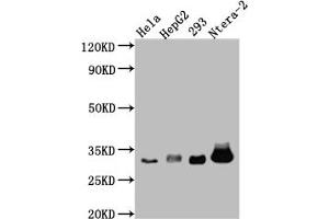 Western Blot Positive WB detected in: Hela whole cell lysate, HepG2 whole cell lysate, HEK293 whole cell lysate, Ntera-2 whole cell lysate All lanes: pro Caspase 3 antibody at 1:1000 Secondary Goat polyclonal to rabbit IgG at 1/50000 dilution Predicted band size: 32 kDa Observed band size: 32 kDa (Recombinant Caspase 3 antibody)