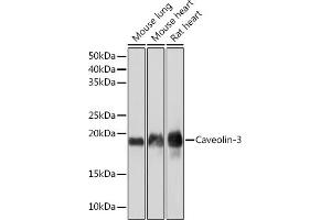 Western blot analysis of extracts of various cell lines, using Caveolin-3 Rabbit mAb (ABIN7266157) at 1:1000 dilution. (Caveolin 3 antibody)