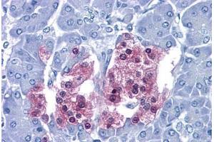 Human Pancreas: Formalin-Fixed, Paraffin-Embedded (FFPE) (SCGN antibody  (AA 1-277))