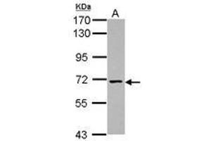 Image no. 1 for anti-Nicalin (NCLN) (Internal Region) antibody (ABIN1496088) (Nicalin antibody  (Internal Region))