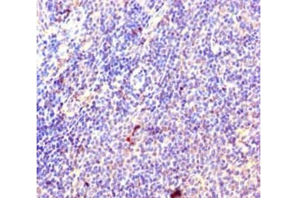 RPL35A antibody  (AA 1-110)