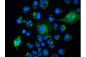 Immunofluorescence (IF) image for anti-Peroxisomal Trans-2-Enoyl-CoA Reductase (PECR) antibody (ABIN1500149)