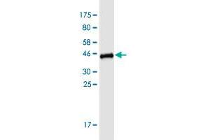 Western Blot detection against Immunogen (36. (ARL13B antibody  (AA 329-428))