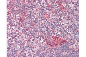Anti-NUSAP1 / NUSAP antibody IHC staining of human thymus. (NUSAP1 antibody  (AA 360-409))