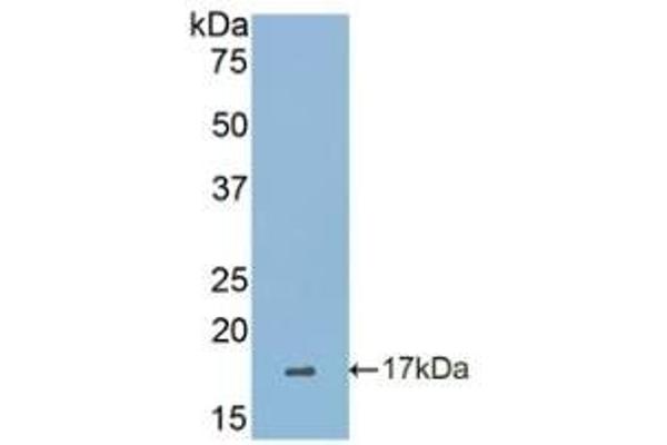 SIGLEC7 antibody  (AA 38-121)