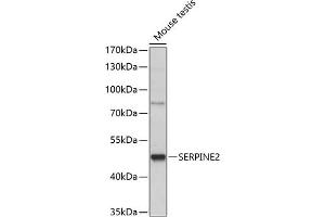 Western blot analysis of extracts of mouse testis, using SERPINE2 antibody (ABIN7270246) at 1:1000 dilution. (SERPINE2 antibody  (AA 27-398))
