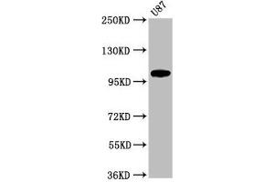 Western Blot Positive WB detected in: U87 whole cell lysate All lanes: LGR6 antibody at 2. (LGR6 antibody  (AA 839-962))