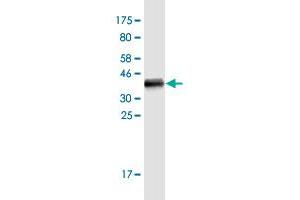 Western Blot detection against Immunogen (36. (LCT antibody  (AA 32-129))