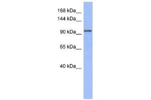 MSH4 antibody used at 1 ug/ml to detect target protein. (MSH4 antibody)