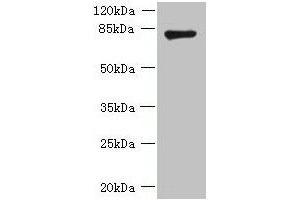 Western blot All lanes: FBXO30 antibody at 10 μg/mL + Mouse brain tissue Secondary Goat polyclonal to rabbit IgG at 1/10000 dilution Predicted band size: 83 kDa Observed band size: 83 kDa