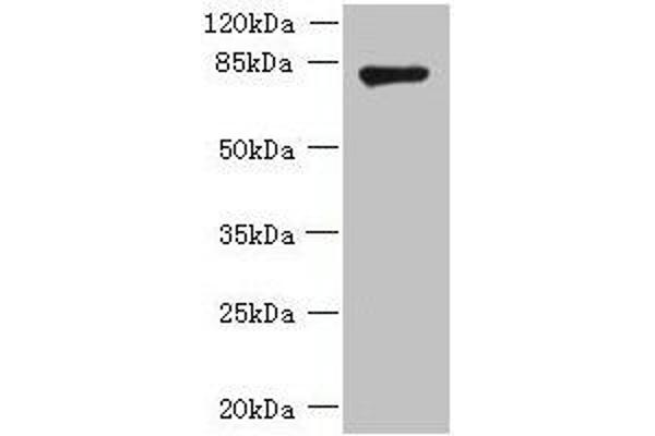 F-Box Protein 3 抗体  (AA 201-500)