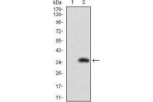 Western blot analysis using SLC27A2 mAb against HEK293 (1) and SLC27A2 (AA: 346-405)-hIgGFc transfected HEK293 (2) cell lysate.