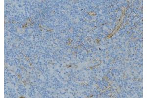 ABIN6276744 at 1/100 staining Human lymph node tissue by IHC-P. (ABO antibody  (N-Term))