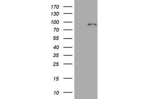 Image no. 1 for anti-Mitofusin 1 (MFN1) (AA 209-469) antibody (ABIN1491184) (MFN1 antibody  (AA 209-469))