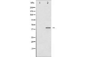 Western blot analysis of VASP phosphorylation expression in PMA treated HeLa whole cell lysates,The lane on the left is treated with the antigen-specific peptide. (VASP antibody  (pSer157))