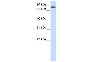 WB Suggested Anti-TMCO3 Antibody Titration:  0. (TMCO3 antibody  (N-Term))