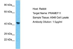 Host: Rabbit Target Name: PRAMEF11 Sample Tissue: Human A549 Whole Cell Antibody Dilution: 1ug/ml