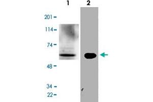 Western Blot analysis of mouse liver tissue lysate and N2a cell lysate with GATA2 polyclonal antibody  at 1:500 dilution. (GATA2 antibody  (N-Term))