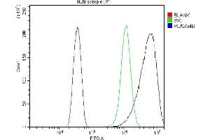 Flow Cytometry analysis of Hela cells using anti-cPLA2 beta/PLA2G4B antibody (ABIN7602174).