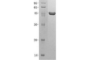 Validation with Western Blot (UBE2K Protein (Transcript Variant 3) (His tag))