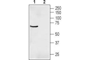 Western blot analysis of human Jurkat T-cell leukemia cell lysate:1.
