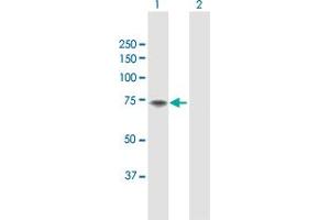 Western Blot analysis of F11 expression in transfected 293T cell line by F11 MaxPab polyclonal antibody. (Factor XI antibody  (AA 1-625))