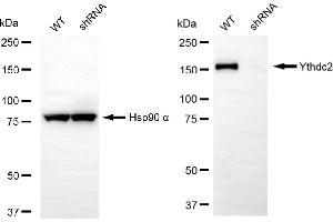 Western blotting analysis using Ythdc2 antibody (ABIN7800884). (Recombinant YTHDC2 antibody)