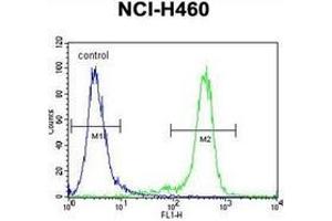 Flow cytometric analysis of NCI-H460 cells using GAS1 Antibiody (N-term) Cat. (GAS1 antibody  (N-Term))