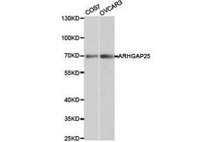 Western Blotting (WB) image for anti-rho GTPase Activating Protein 25 (ARHGAP25) antibody (ABIN1871078) (ARHGAP25 antibody)