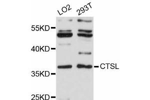 Western blot analysis of extracts of various cell lines, using CTSL antibody (ABIN5997540) at 1:3000 dilution. (Cathepsin L antibody)