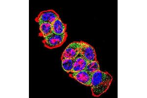 Immunofluorescence (IF) image for anti-Catenin (Cadherin-Associated Protein), beta 1, 88kDa (CTNNB1) (AA 78-106), (N-Term) antibody (ABIN1881239)