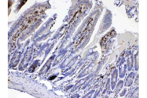IHC analysis of Cdc20 using anti-Cdc20 antibody . (CDC20 antibody)
