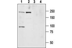 Western blot analysis of ND7/23 cell lysate (lanes 1,3) and rat brain membranes (lanes 2,4): - 1,2. (SCN9A antibody  (Intracellular))