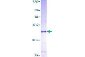 FUT10 Protein (AA 1-92) (GST tag)