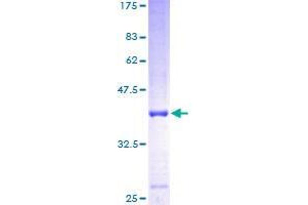 FUT10 Protein (AA 1-92) (GST tag)