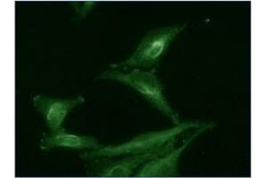 Immunofluorescence (IF) image for anti-Activator of HSP90 ATPase Activity 1 (AHSA1) antibody (ABIN487503) (AHSA1 antibody)