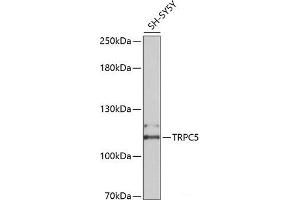 Western blot analysis of extracts of SH-SY5Y cells using TRPC5 Polyclonal Antibody at dilution of 1:2000.