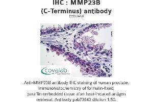 Image no. 1 for anti-Matrix Metallopeptidase 23B (MMP23B) (C-Term) antibody (ABIN1737028) (MMP23B antibody  (C-Term))