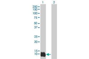 Western Blot analysis of LY6D expression in transfected 293T cell line by LY6D MaxPab polyclonal antibody. (LY6D antibody  (AA 21-128))