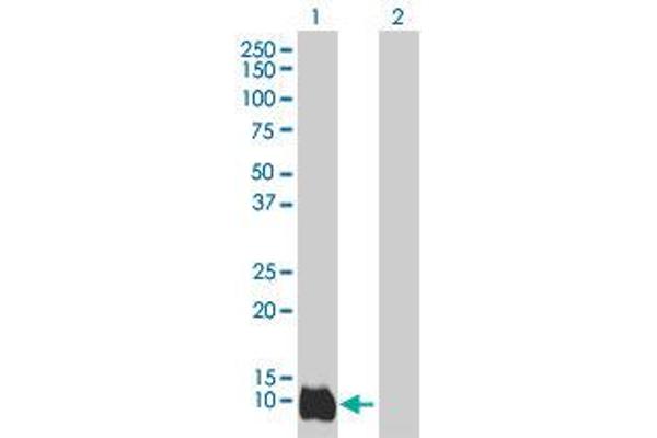 LY6D antibody  (AA 21-128)