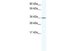 WB Suggested Anti-KLF2 Antibody Titration:  2. (KLF2 antibody  (Middle Region))