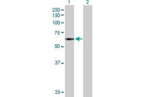 Western Blot analysis of TNIK expression in transfected 293T cell line by TNIK MaxPab polyclonal antibody. (TNIK antibody  (AA 1-538))