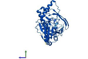 Protein Structure (PS) image for butyrobetaine (Gamma), 2-Oxoglutarate Dioxygenase (Gamma-butyrobetaine Hydroxylase) 1 (BBOX1) (AA 1-387) protein (His tag) (ABIN7560264)