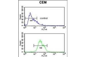 ITGA5 Antibody (C-term) (ABIN651710 and ABIN2840370) flow cytometric analysis of CEM cells (bottom histogram) compared to a negative control cell (top histogram). (ITGA5 antibody  (AA 796-822))