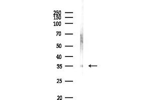 Western blot analysis of lysates from RAW264.