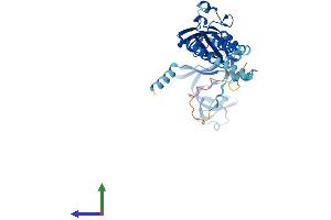 Protein Structure (PS) image for Purinergic Receptor P2X, Ligand Gated Ion Channel 1 (P2RX1) (AA 1-399) protein (His tag) (ABIN7563383)