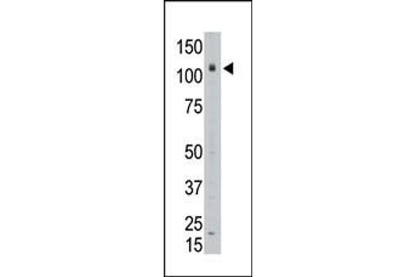 AFF3 antibody  (C-Term)